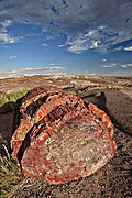 Petrified forest log 1 md.jpg